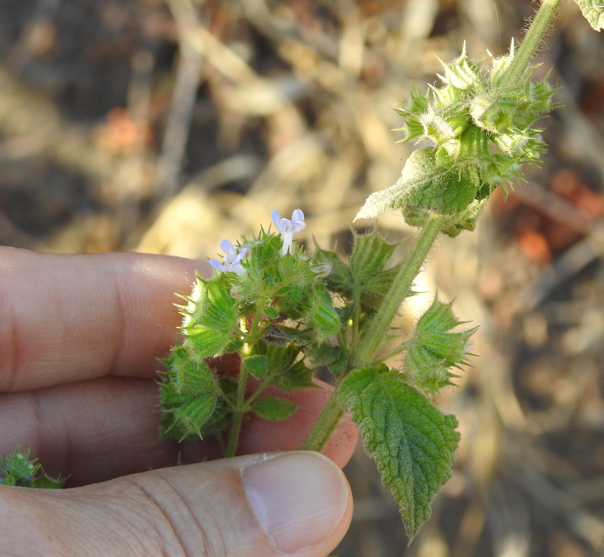 Hyptis suaveolens